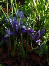 Iris Springtime