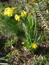 Narcissus hispanicus