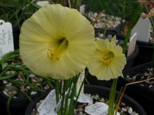 Narcissus bulbocodium ssp graellsii x 'Mondieu' sdgs #2 and #3