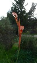 Gladiolus abbreviatus
