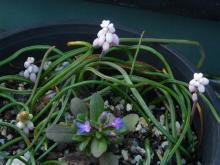 Muscari ex "Gul (Delight)"