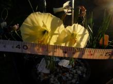 Narcissus bulbocodium ssp graellsii x 'Mondieu' sdgs #2 and #3