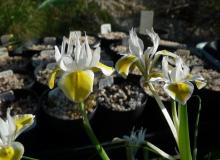 Moraea macronyx - 2 types