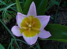 Tulipa bakeri