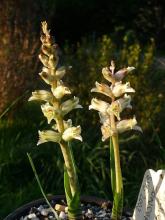 Lachenalia concordiana