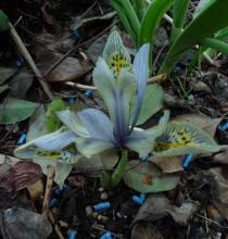 Iris Katherine Hodgkin