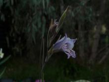 Gladiolus gracilis