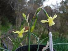 A Narciss triandrus x jonquilla hybrid, possibly 'Hawera'