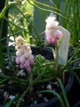 Muscari ex "Gul (Delight)"