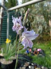 Gladiolus gracilis