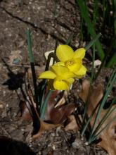 Apodanthe Hybrid narcissus