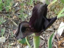 Iris kirkwoodiae x Iris atropurpurea