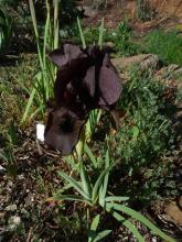 Iris kirkwoodiae x Iris atropurpurea