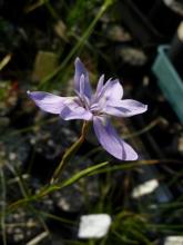 Moraea bipartita