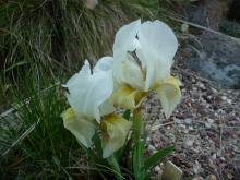 Iris lutescens