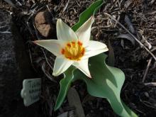 Tulipa kaufmanniana 'Heart's Delight'