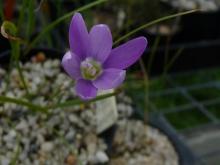 Geissorhiza,maybe.inflexa?