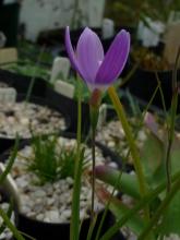 Geissorhiza,maybe.inflexa?