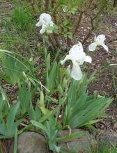Settlers' White Bearded Iris