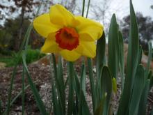 Narcissus 'Bantam'