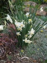 Narcissus'Cherie' 7WP