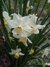 Narcissus'Cherie' 7WP