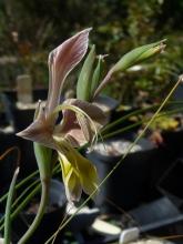 Gladiolus virescens