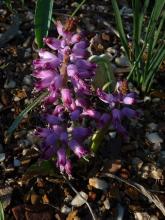 Lachenalia splendida