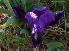 Iris subbiflora. SRGC 2004