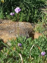 Dichelostemma