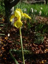 .Moraea.spathulata.