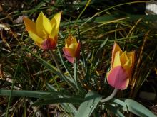 Tulipa chrysantha 'Tubergen's Gem'