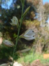 Gladiolus stellatus