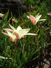 Tulipa clusiana 'Cynthia'