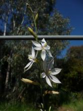 Gladiolus stellatus