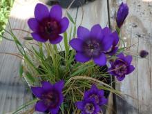 Geissorhiza monanthos mix
