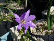 Brodiaea or triteleia