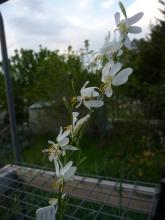 Hesperantha bachmannii