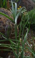 Fritillaria messanensis ssp messanensis 29-09-2014
