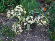 Triteleia 'Starlight'