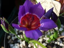 Geissorhiza radians