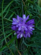 Dichelostemma