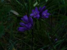 Dichelostemma