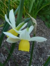 Narcissus Late Finale 5 WY