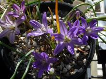 Brodiaea terrestris