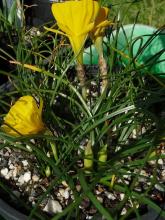 Narcissus bulbocodium ex Portugal