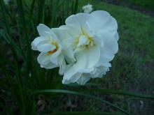 Narcissus 'Sir Winston Churchill'