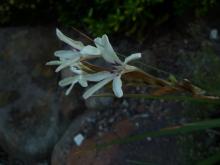 Babiana spathacea