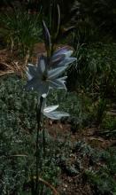 seedling of ixia viridiflora hybrid