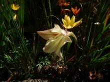Gladiolus.maybe.tristis.hybrid.